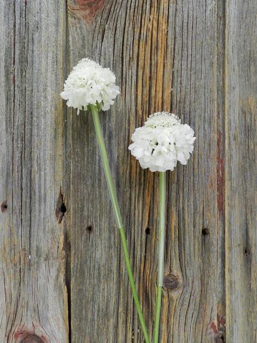 MILK SCOOP WHITE SCABIOSA